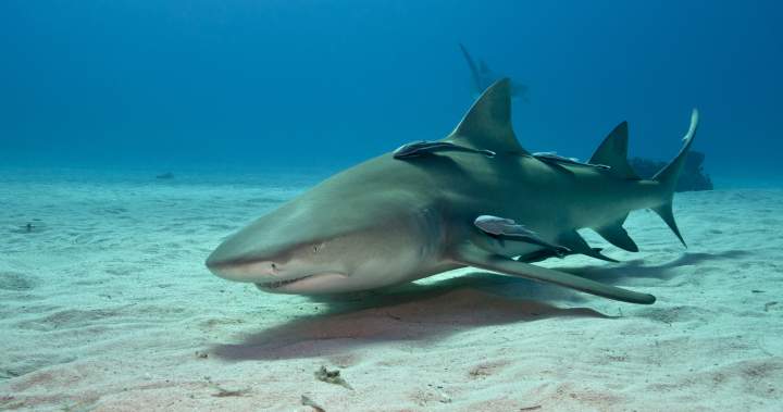 Lemon shark swimming in clear Bahamian waters, symbolizing marine life affected by contaminants.