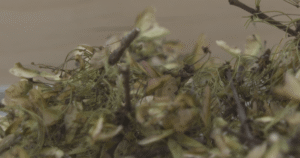 Close-up of Canadian tree seeds packaged for the Artemis II mission.