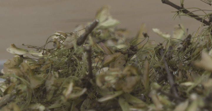 Close-up of Canadian tree seeds packaged for the Artemis II mission.