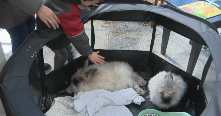 Families enjoying various Saskatoon Easter celebrations including egg hunts and petting zoos.
