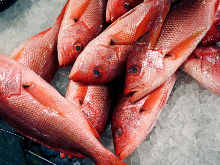 Red snappers on ice for sale at Fulton Fish Market, Bronx, New York City