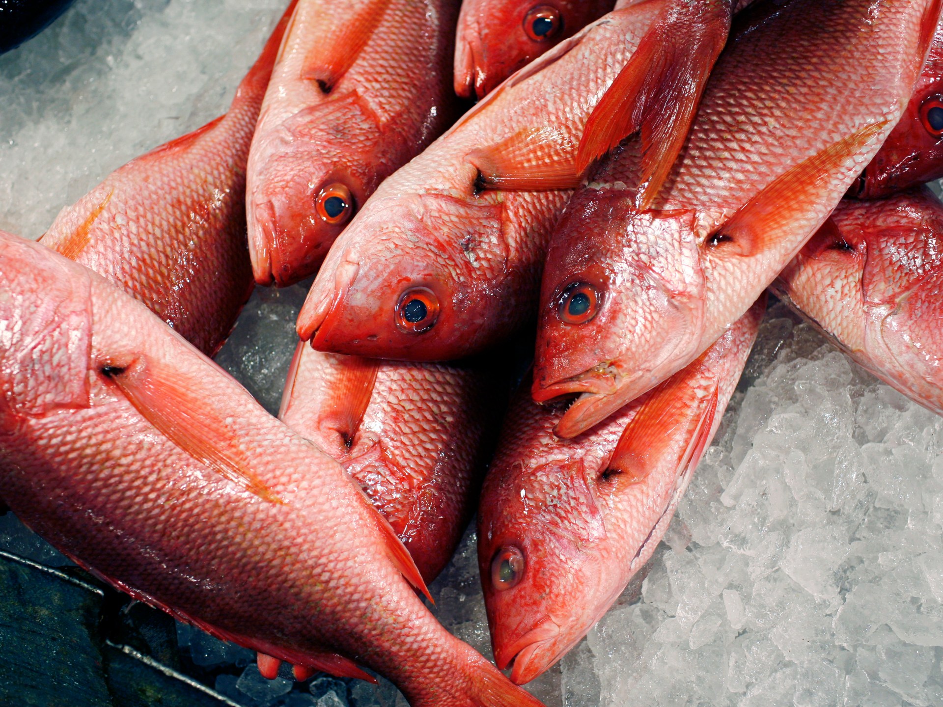 Red snappers on ice for sale at Fulton Fish Market, Bronx, New York City