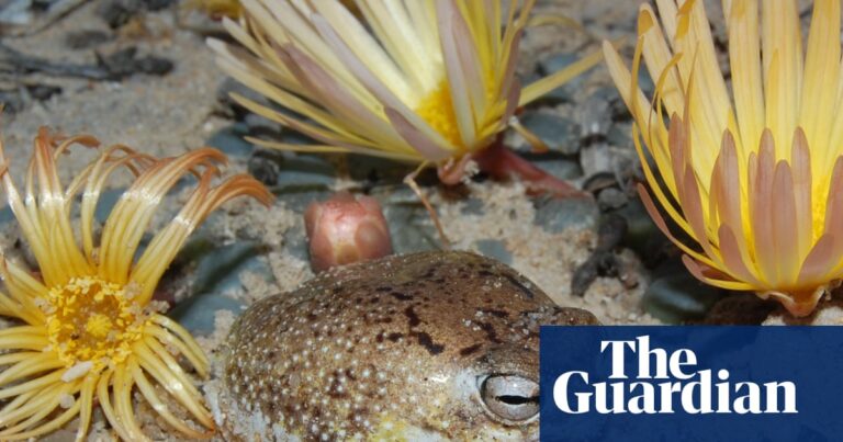 A plump desert rain frog with large eyes sits on sandy ground among yellow succulent plants.