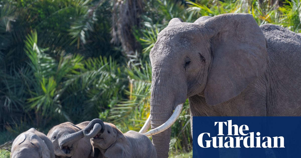 An adult elephant with tusks stands near three younger elephants in Amboseli National Park.