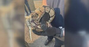Mississauga Animal Services officer holding a ball python rescued from a car engine compartment.