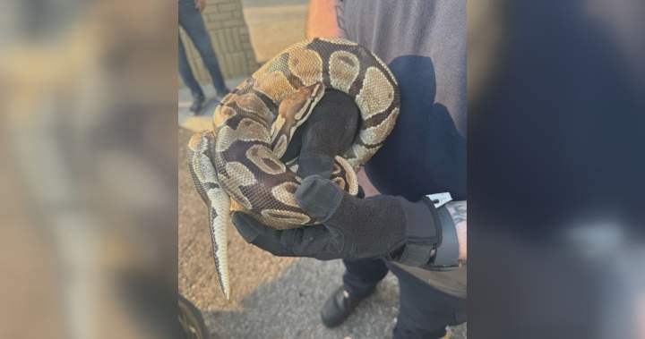 Mississauga Animal Services officer holding a ball python rescued from a car engine compartment.