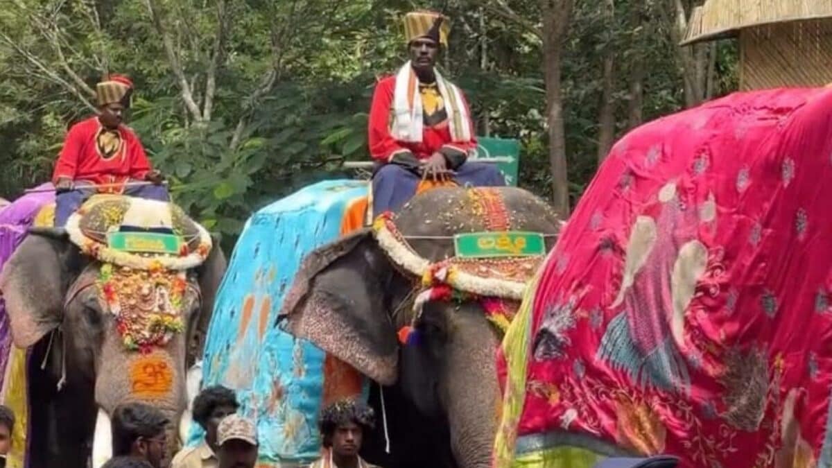 Mysuru Dasara elephants walking in procession with increased handler insurance.