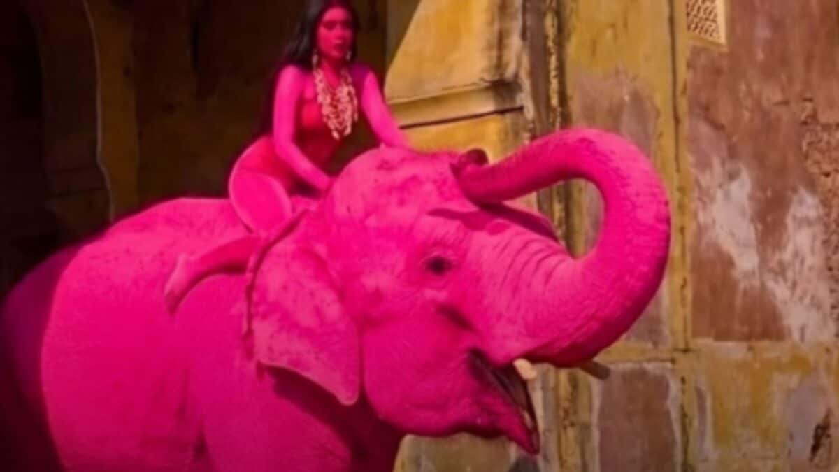 Elephant Chanchal painted pink for a photoshoot in Jaipur