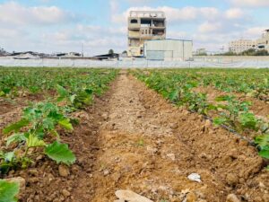 Gaza farmers tend to small plots and greenhouses amidst widespread agricultural destruction.