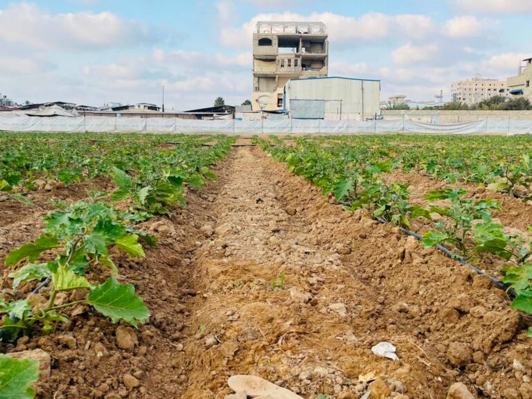 Gaza farmers tend to small plots and greenhouses amidst widespread agricultural destruction.