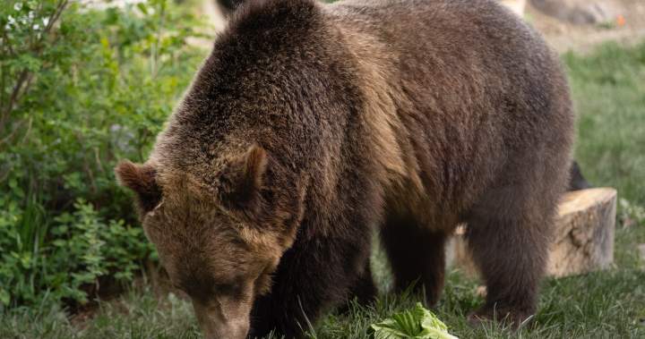 Fitz, a one-year-old grizzly bear, after his brief escape from his enclosure at the Calgary Zoo.