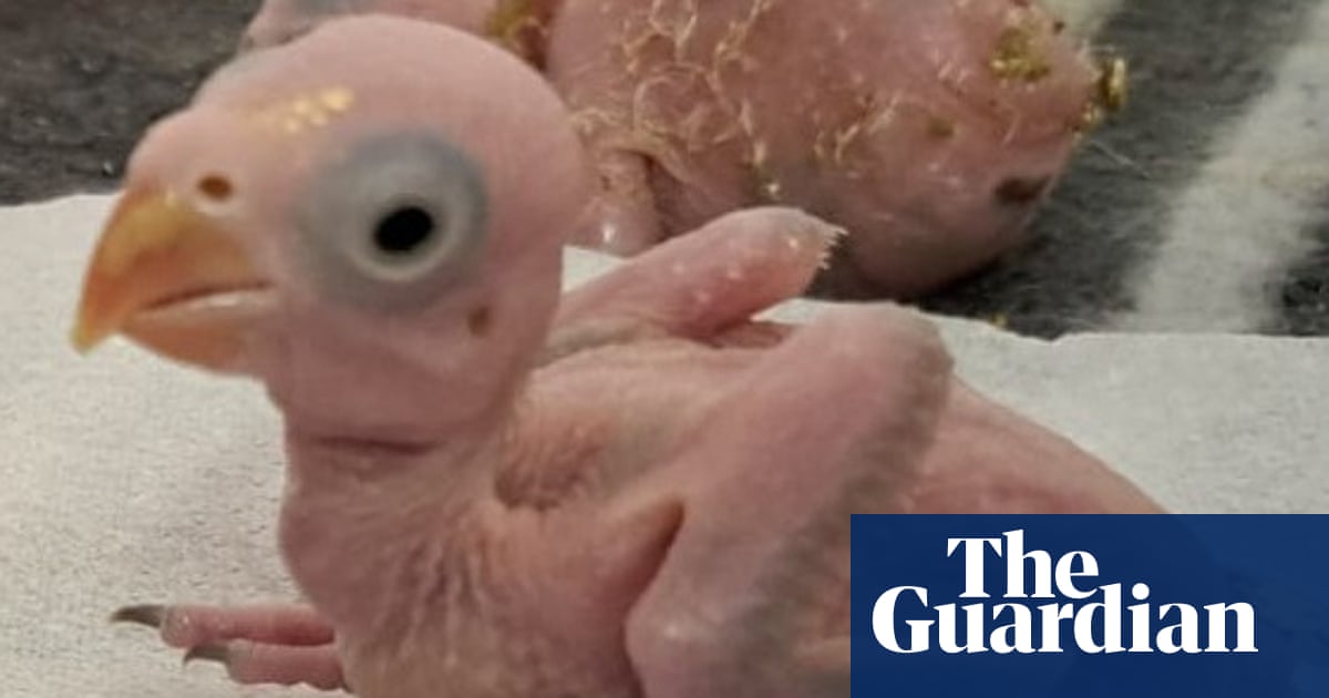 A featherless pink parrot chick sits on a cloth, with an egg visible behind it, rescued after being seized from smugglers.