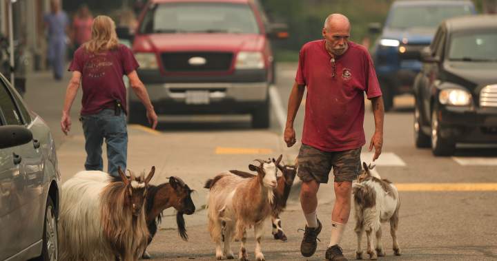 Summerland farmers access wildfire evacuation zone to care for animals and crops.