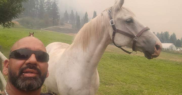 An animal rescuer stands down from Summerland wildfire efforts