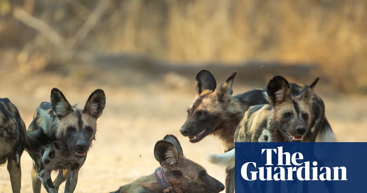 Three African wild dogs resting in the shade of the savanna, one wearing a GPS collar.