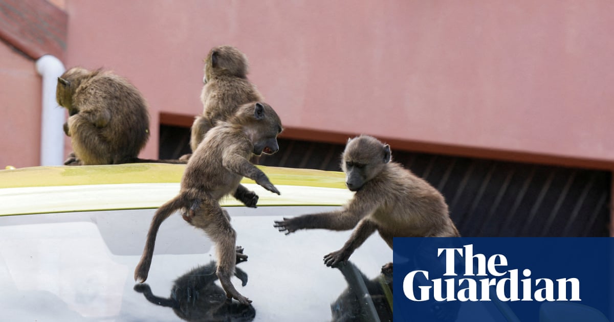 A baboon foraging in an urban area on the Cape Peninsula.