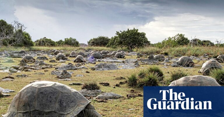 Value: A thriving population of giant tortoises on the Aldabra Atoll in the Seychelles.