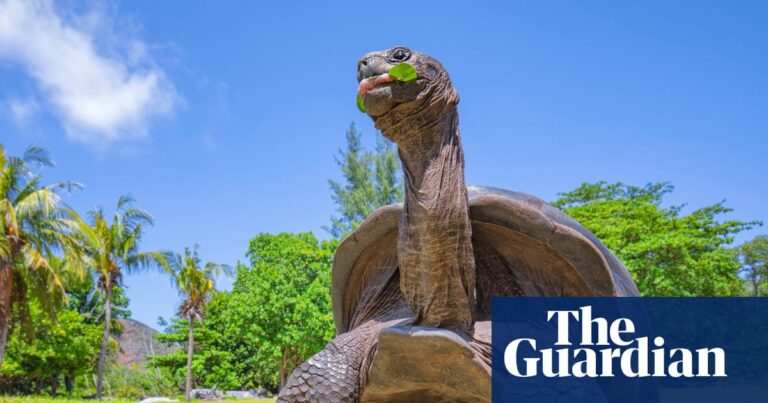 Value: An Aldabra giant tortoise grazing in its natural habitat, symbolizing a massive conservation success in the Seychelles.